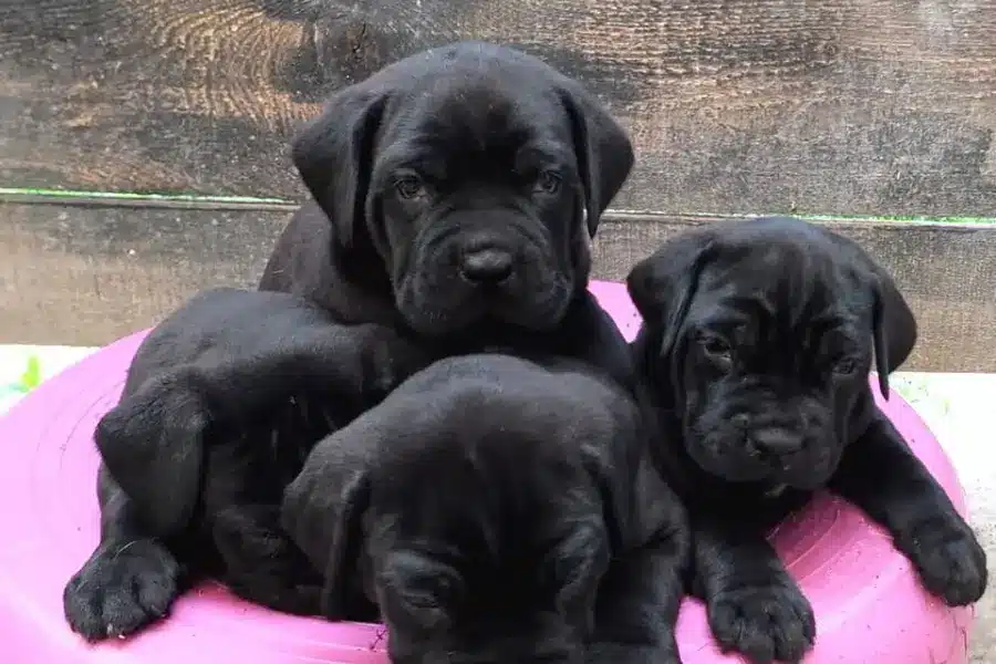 Cane Corso Cinsi eğitim