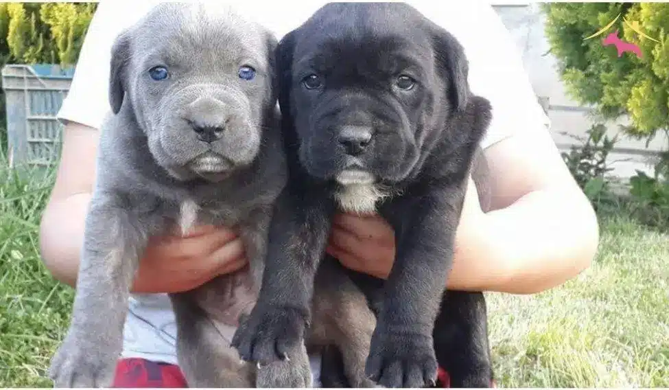 Cane Corso yavru nasıl bakılır?