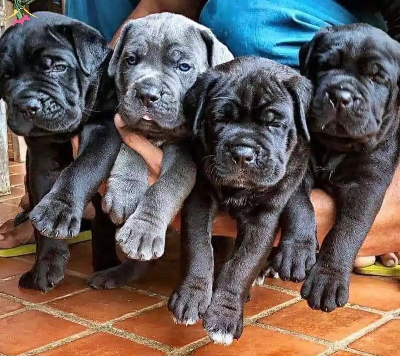 Cane Corso Özellikleri ve Bakımı nasıl?