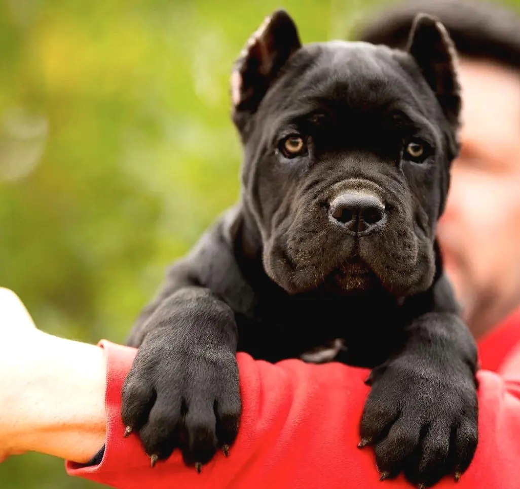 Cane Corso Yavru Bakımı nasıl yapılır? Özellikleri ve bakımı
