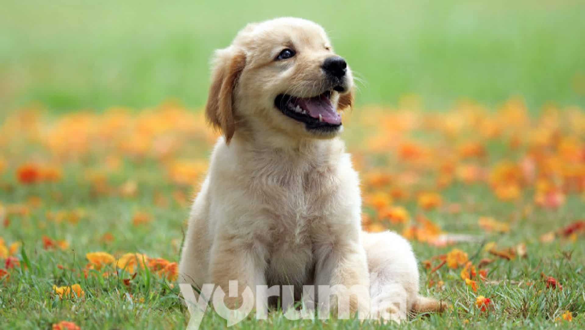 Rüyamda köpek görmek ne anlama gelir? Rüyada köpek görmek yorumu